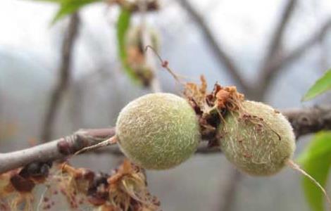 山桃种子价格及种植方法（山桃种子怎么种）