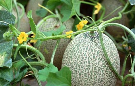 甜瓜是热性还是凉性（甜瓜是热性还是凉性的要间突出能吃吗）