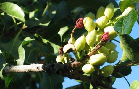 开心果树苗价格及种植方法（开心果树苗价格及种植方法图片）