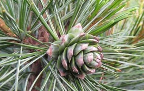 松子是什么树的果实 松子是什么树的果实图片