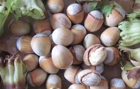 大榛子苗价格及种植方法 大榛子苗价格及种植方法视频