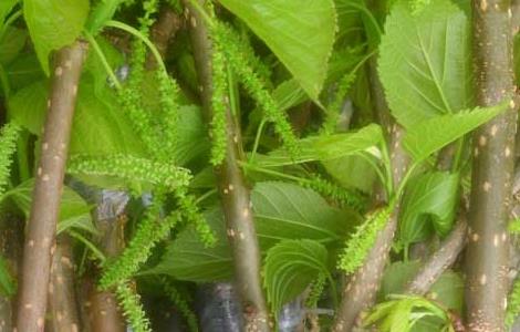 桑葚苗价格及种植方法 桑葚苗价格及种植方法视频