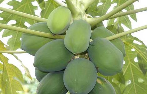 木瓜种子怎么种植 木瓜种子怎么种植盆栽