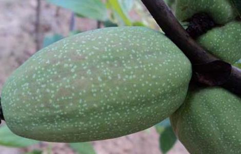 木瓜苗价格及种植方法 木瓜苗价格及种植方法图片