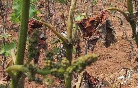 葡萄冻害怎么办（葡萄树冻害）