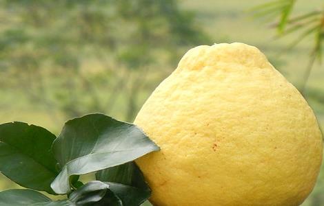 沙田柚功效与作用 梅县沙田柚功效与作用
