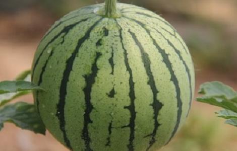 西瓜高产栽培技术（西瓜高产栽培技术要点）