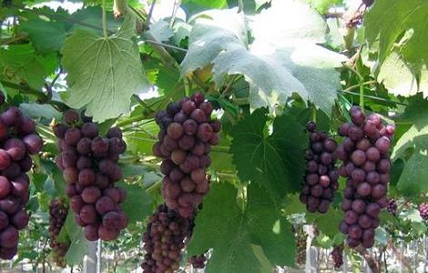 大棚葡萄二氧化碳气肥的施用方法 大棚葡萄二氧化碳气肥的施用方法视频