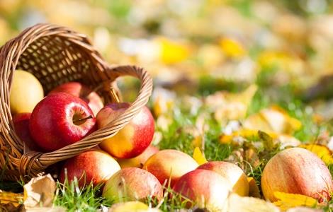苹果树老掉苹果的原因（苹果树老掉苹果的原因是）