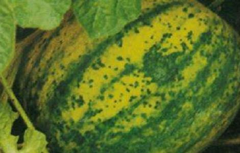 西瓜病毒病的防治措施（西瓜病毒病的防治措施是什么）