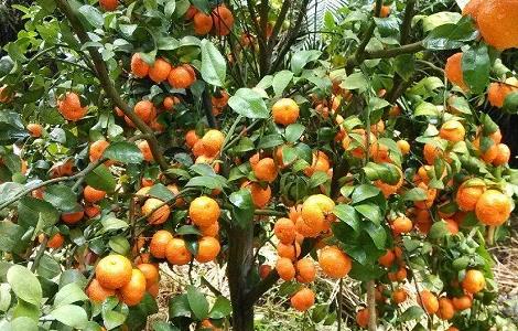 沙糖桔的嫁接技术 沙糖桔嫁接技术图解