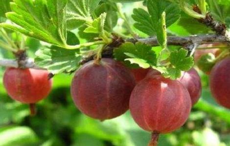 野灯笼果的功效与作用 野灯笼果的功效与禁忌