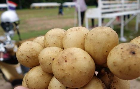龙宫果的药用价值与功效作用(龙宫果有什么功效)