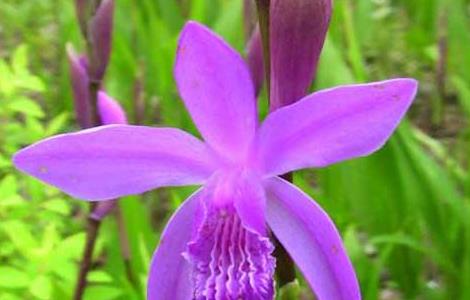 白芨种子繁殖技术（白芨种子繁殖技术与管理）