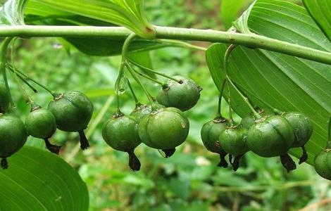 黄精种植技术（鸡头黄精种植技术）