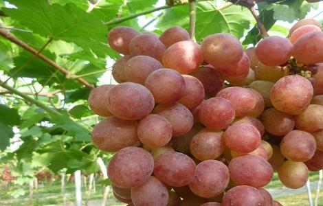 提子的种植栽培技术 提子的种植方法和技术