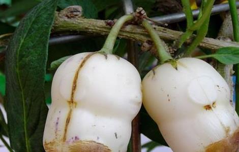 人参果常见病害及防治方法 人参果病害有几种怎么防治