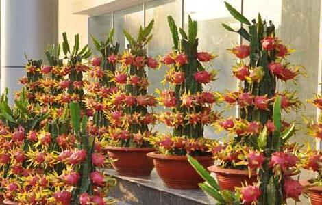 火龙果的盆栽种植方法 火龙果种植 盆栽方法