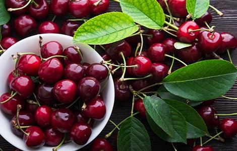 车厘子的栽培技术(车厘子的栽培技术视频)