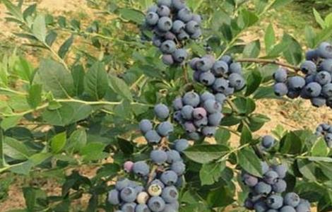 蓝莓种植一亩的成本 蓝莓种植一亩的成本是多少