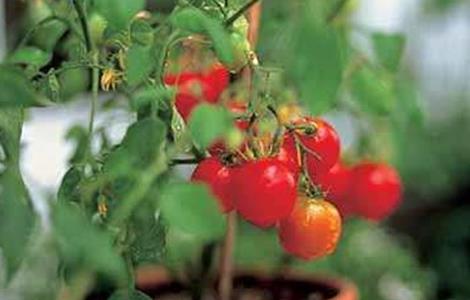 樱桃的盆栽种植方法(樱桃的盆栽种植方法视频)