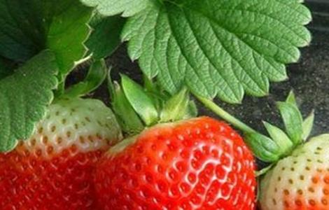 草莓不结果怎么办 草莓不结果怎么办视频