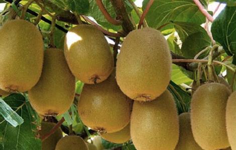 猕猴桃的种植技术 猕猴桃的种植技术与管理技术经常便秘怎么办