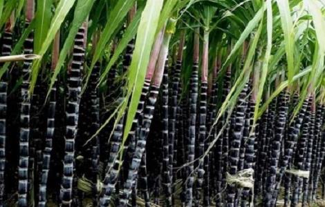 甘蔗种植的时间与注意事项 甘蔗种植的时间与注意事项有哪些