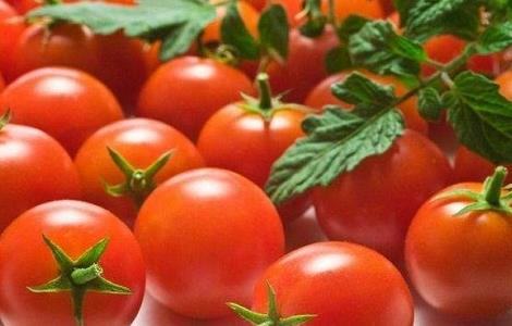 圣女果高产的种植方法（圣女果高产栽培技术）