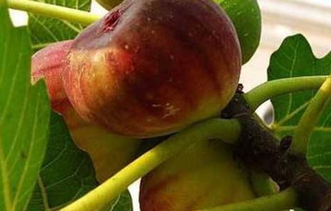 无花果的种植技术 无花果的种植技术和时间