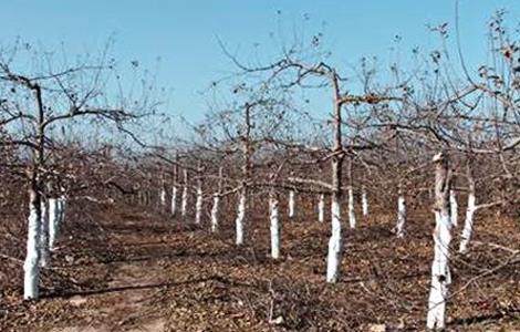 无花果安全越冬方法（无花果越冬简单方法图解）