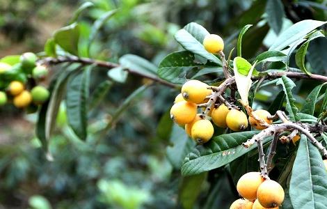 枇杷的种植要点及注意事项 枇杷的种植要点及注意事项视频