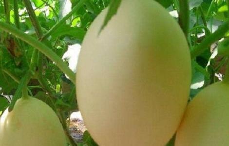 东方蜜种植的注意事项 东方蜜种植时间