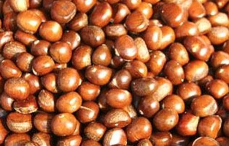 板栗树该怎么种植才好 怎样种板栗树