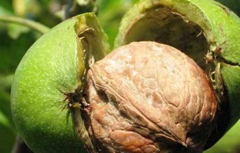 核桃的种植方法（核桃的种植方法与技术）