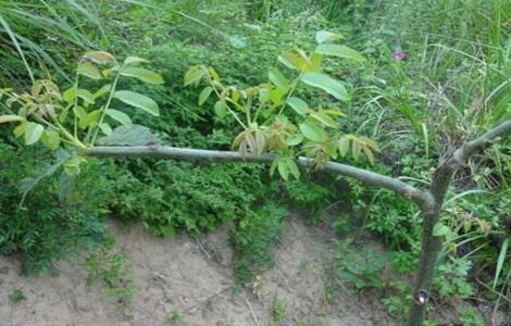 核桃树苗的嫁接方法（核桃树苗的嫁接方法有哪些）