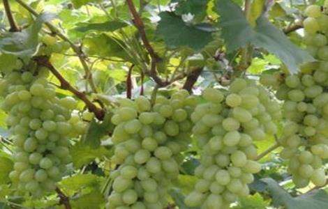 青提在什么时候成熟上市（青提几月份下市）