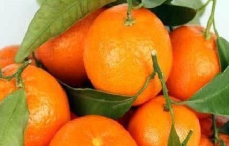 沙糖桔的果园种植技术及管理方法 沙糖桔盆栽种植方法和注意事项