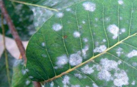 核桃常见的病害及防治方法 核桃有哪些病害,如何防治