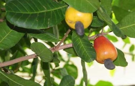 腰果种植条件 腰果的种植技术