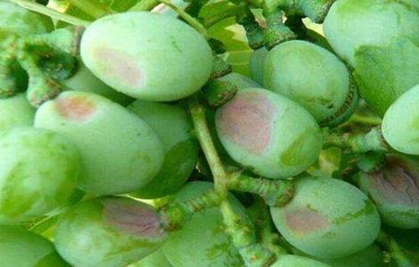 葡萄烂果、软粒的原因和防治方法