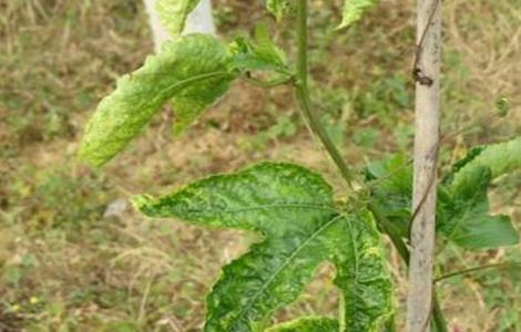 百香果的常见病害及防治方法（百香果的常见病害及防治方法有哪些）