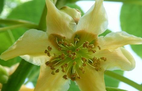 猕猴桃人工授粉的原因与方法(猕猴桃人工授粉的原因与方法视频)