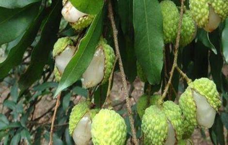 荔枝裂果怎么办 桂味荔枝裂果怎么办