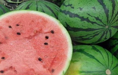 西瓜常见品种（西瓜常见品种有哪些）
