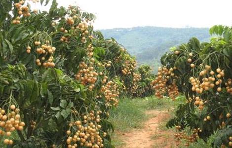 黄皮的种植方法 黄皮怎么种植技术