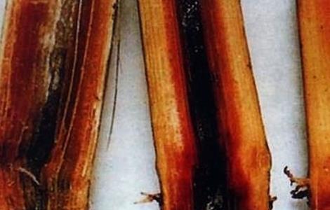 甘蔗常见病虫害的防治方法（甘蔗的病虫害防治技术）