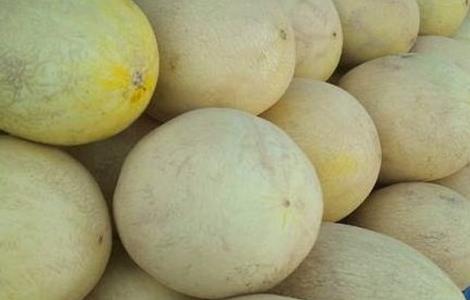 哈密瓜死苗是怎么回事 哈密瓜苗多久会结果