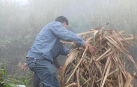 甘蔗越冬防冻措施 甘蔗越冬防冻措施视频