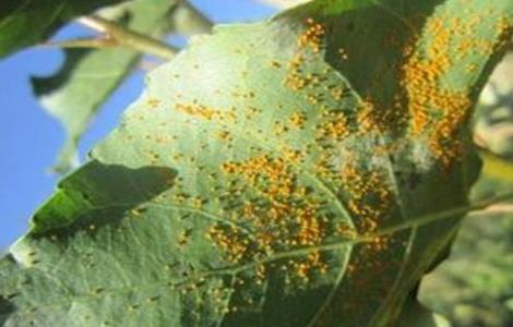 梨树常见病虫害防治（梨树病虫害的防治）